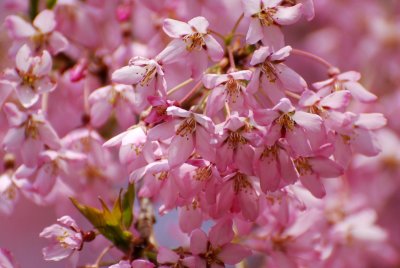 Prunus subhirtella 'Pendula' - višeň chloupkatá - detail květu